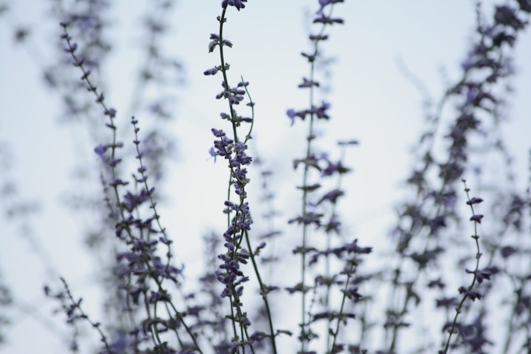 Photo Lavender bouquet